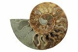 Cut & Polished, Agatized Ammonite Fossil - Madagascar #241005-2